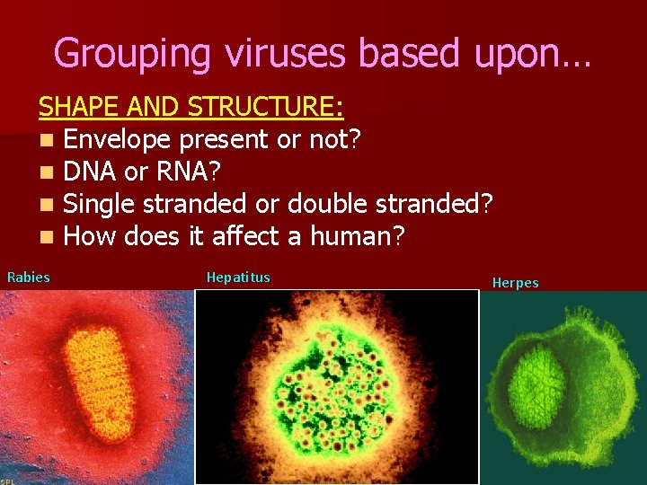 Grouping viruses based upon… SHAPE AND STRUCTURE: n Envelope present or not? n DNA