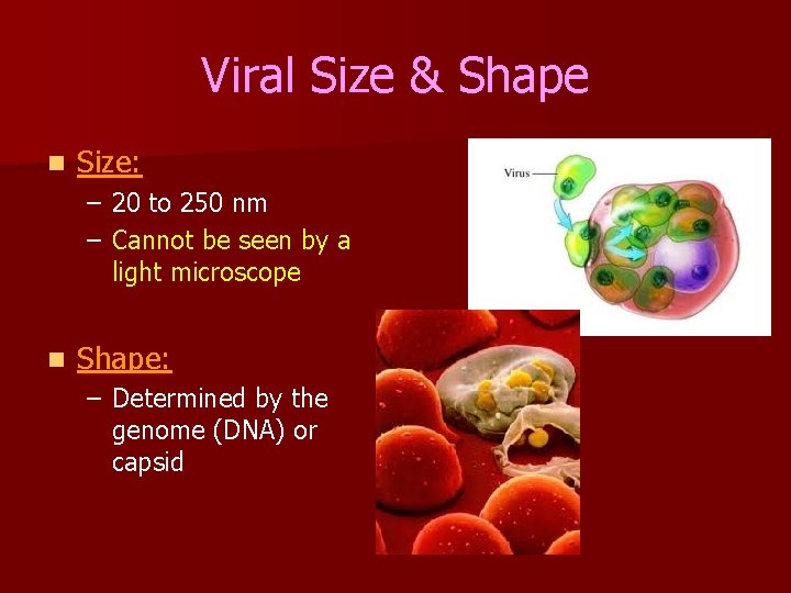 Viral Size & Shape n Size: – 20 to 250 nm – Cannot be