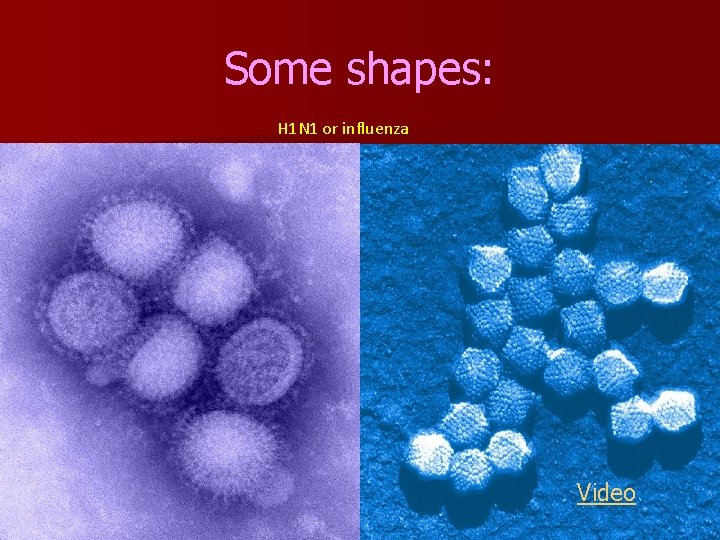 Some shapes: H 1 N 1 or influenza Video 