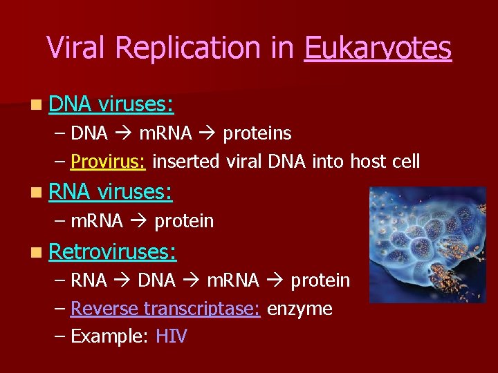 Viral Replication in Eukaryotes n DNA viruses: – DNA m. RNA proteins – Provirus: