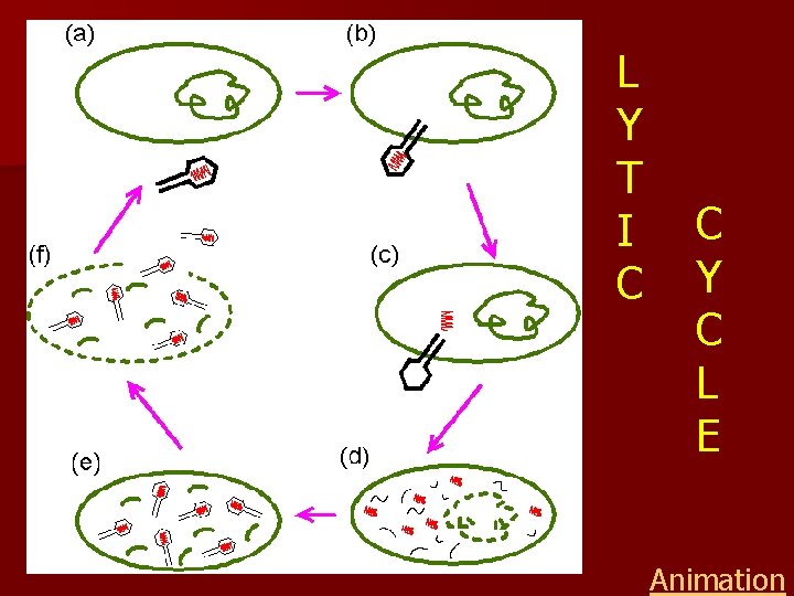 L Y T I C C Y C L E Animation 