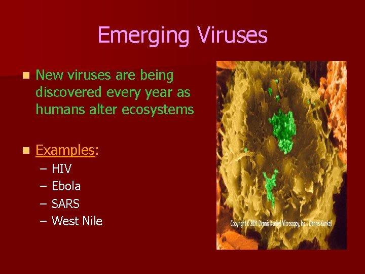 Emerging Viruses n New viruses are being discovered every year as humans alter ecosystems
