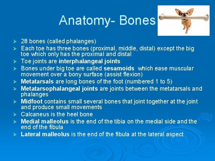 Anatomy- Bones Ø Ø Ø Ø Ø 28 bones (called phalanges) Each toe has