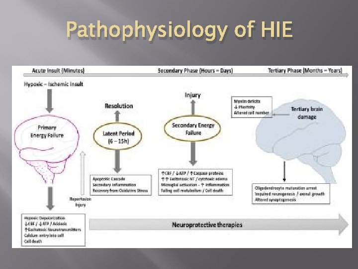 Pathophysiology of HIE 