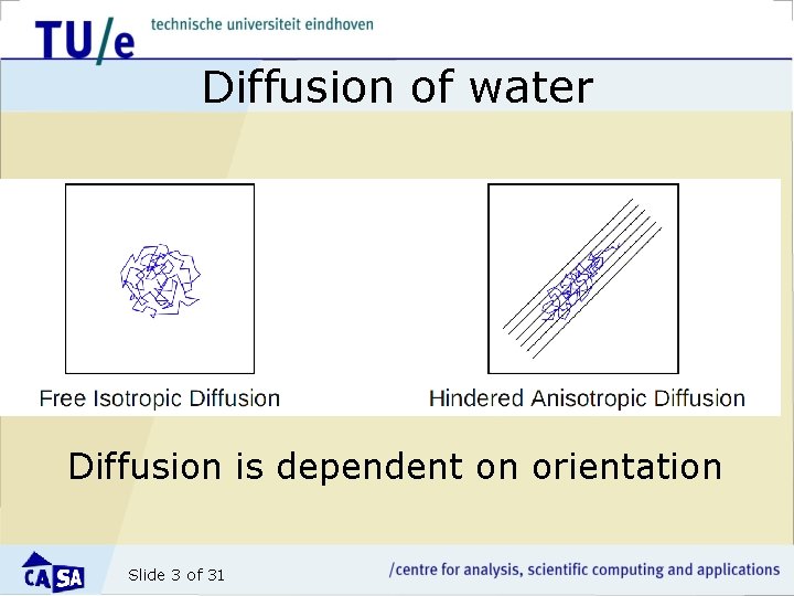 Diffusion of water Diffusion is dependent on orientation Slide 3 of 31 
