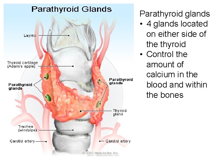 Parathyroid glands • 4 glands located on either side of the thyroid • Control