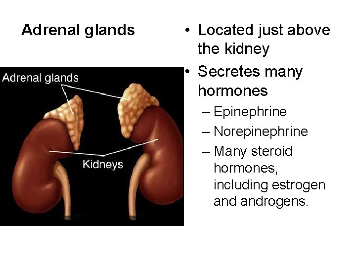 Adrenal glands • Located just above the kidney • Secretes many hormones – Epinephrine