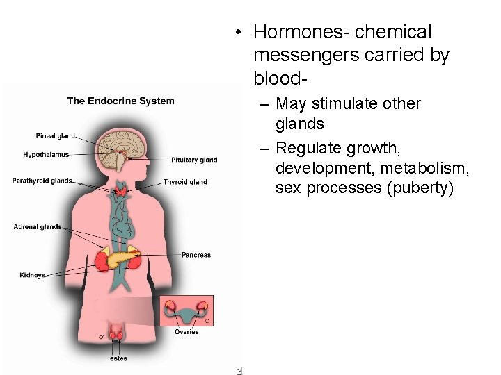  • Hormones- chemical messengers carried by blood– May stimulate other glands – Regulate