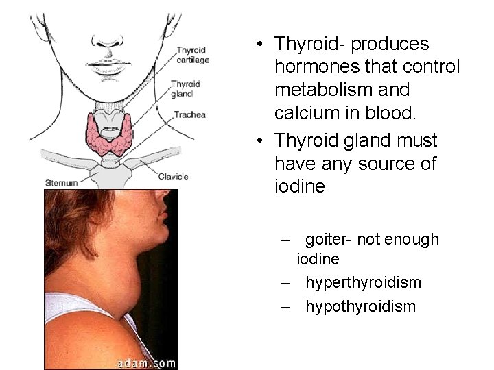  • Thyroid- produces hormones that control metabolism and calcium in blood. • Thyroid