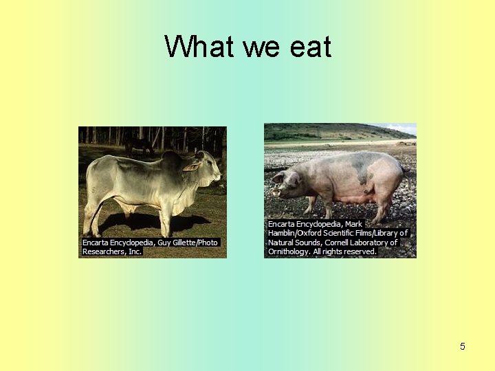 What we eat 5 