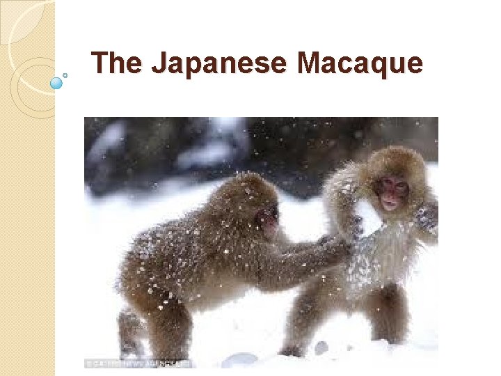 The Japanese Macaque 