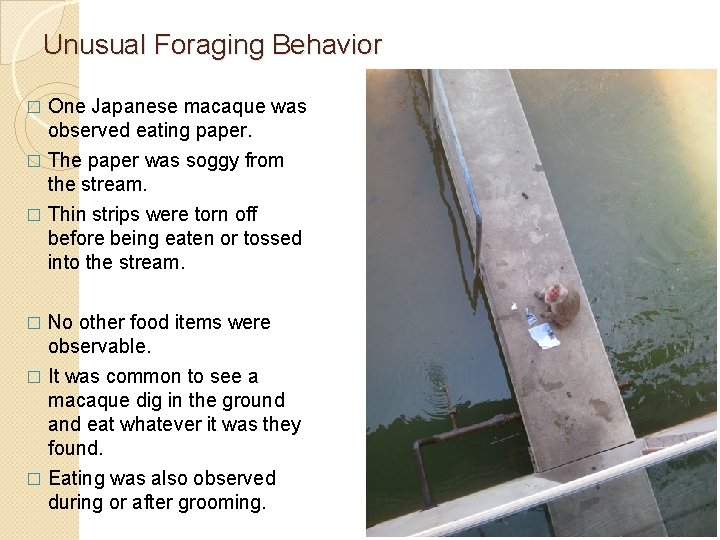 Unusual Foraging Behavior � One Japanese macaque was observed eating paper. The paper was