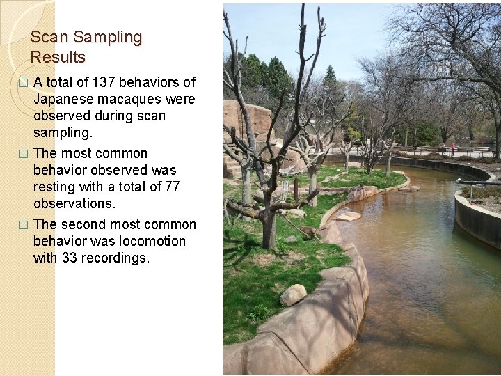 Scan Sampling Results A total of 137 behaviors of Japanese macaques were observed during