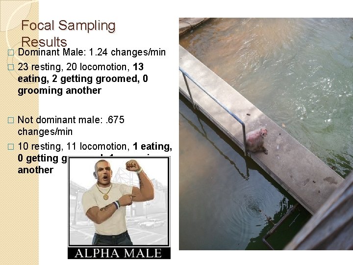 Focal Sampling Results Dominant Male: 1. 24 changes/min � 23 resting, 20 locomotion, 13