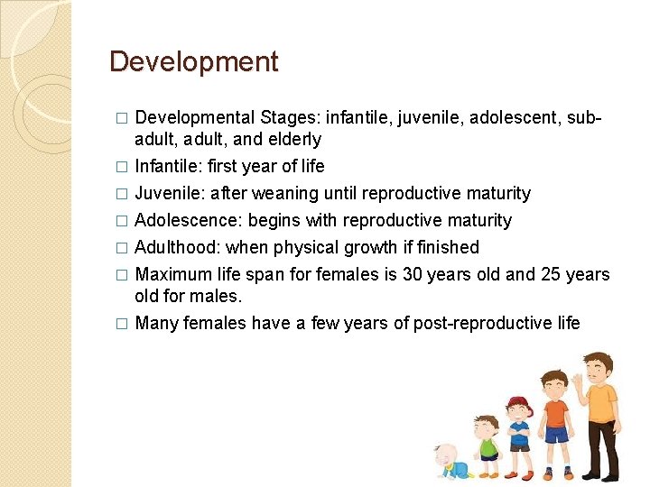 Development � Developmental Stages: infantile, juvenile, adolescent, subadult, and elderly Infantile: first year of