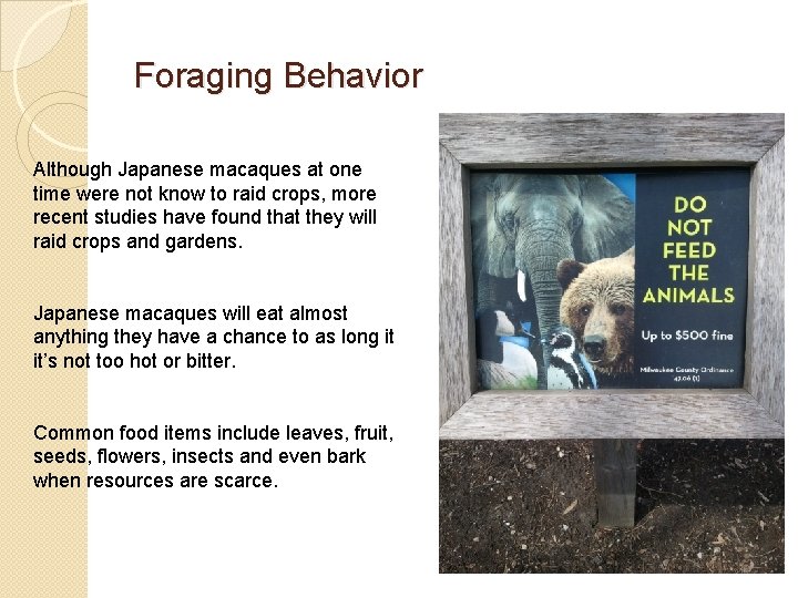 Foraging Behavior Although Japanese macaques at one time were not know to raid crops,