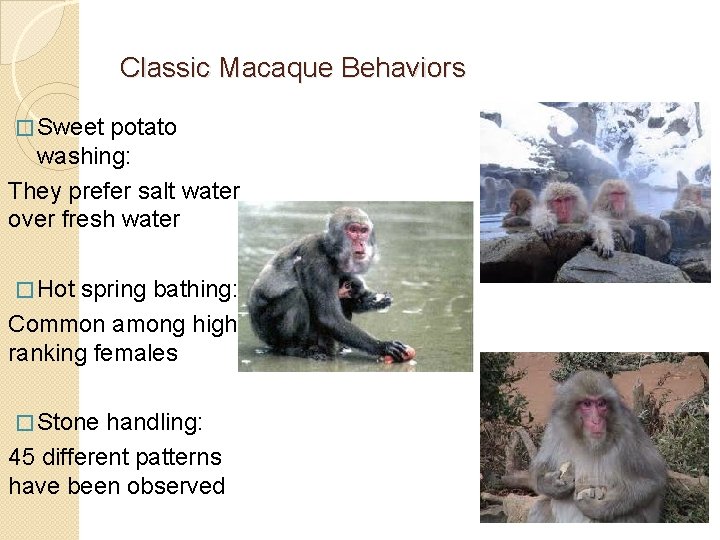 Classic Macaque Behaviors � Sweet potato washing: They prefer salt water over fresh water