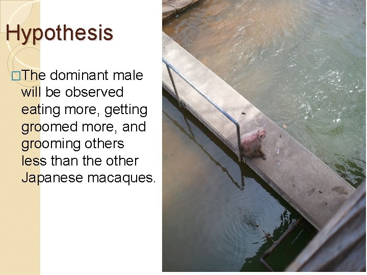 Hypothesis �The dominant male will be observed eating more, getting groomed more, and grooming