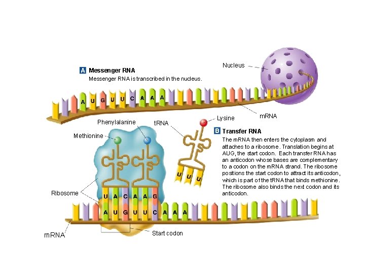 Nucleus Messenger RNA is transcribed in the nucleus. Phenylalanine t. RNA m. RNA Transfer