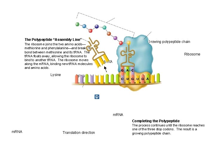 The Polypeptide “Assembly Line” The ribosome joins the two amino acids— methionine and phenylalanine—and