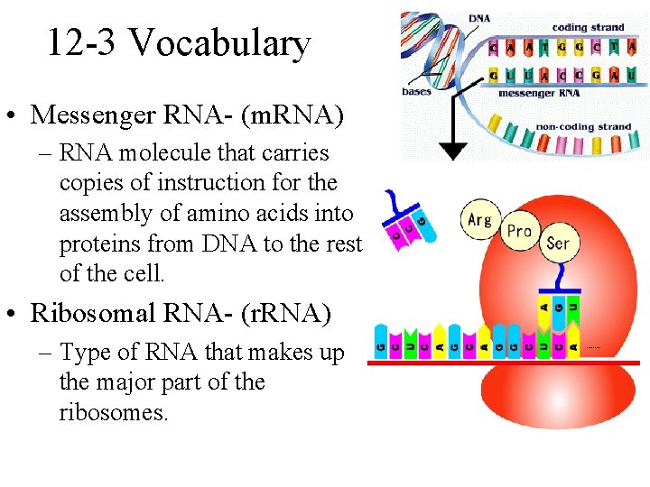 12 -3 Vocabulary • Messenger RNA- (m. RNA) – RNA molecule that carries copies