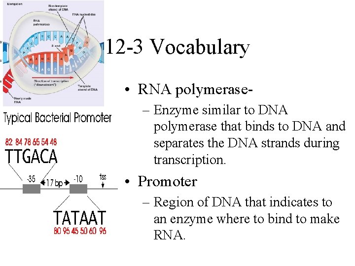 12 -3 Vocabulary • RNA polymerase– Enzyme similar to DNA polymerase that binds to