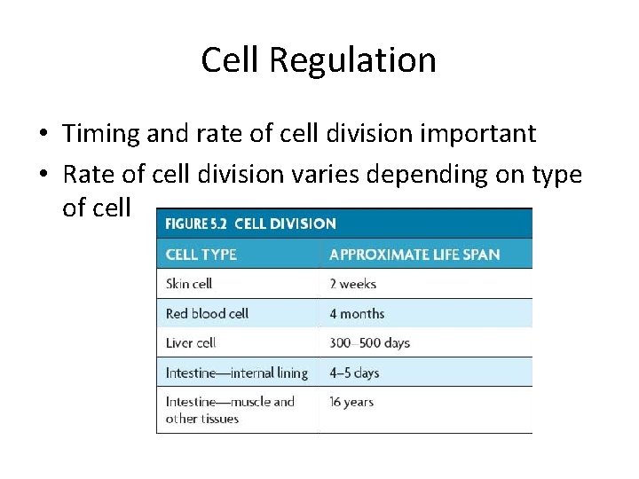 Cell Regulation • Timing and rate of cell division important • Rate of cell