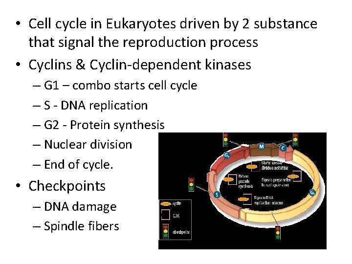  • Cell cycle in Eukaryotes driven by 2 substance that signal the reproduction