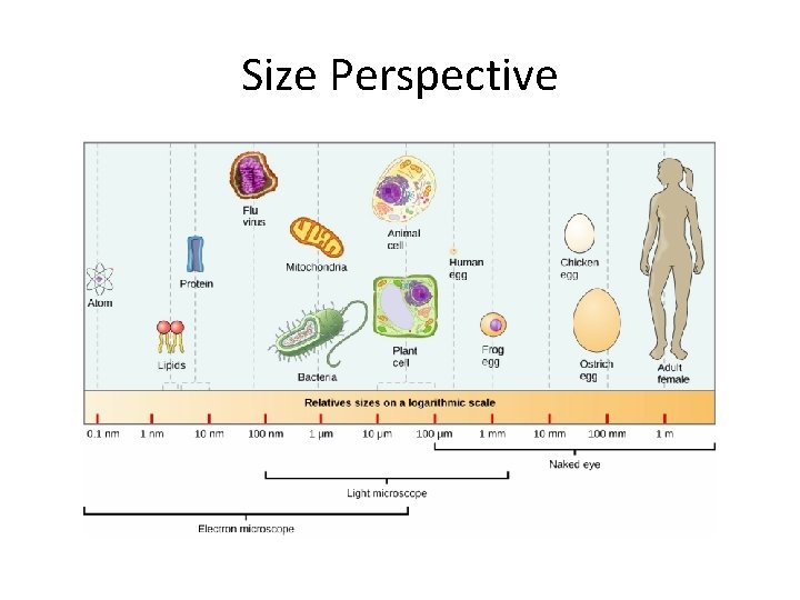 Size Perspective 