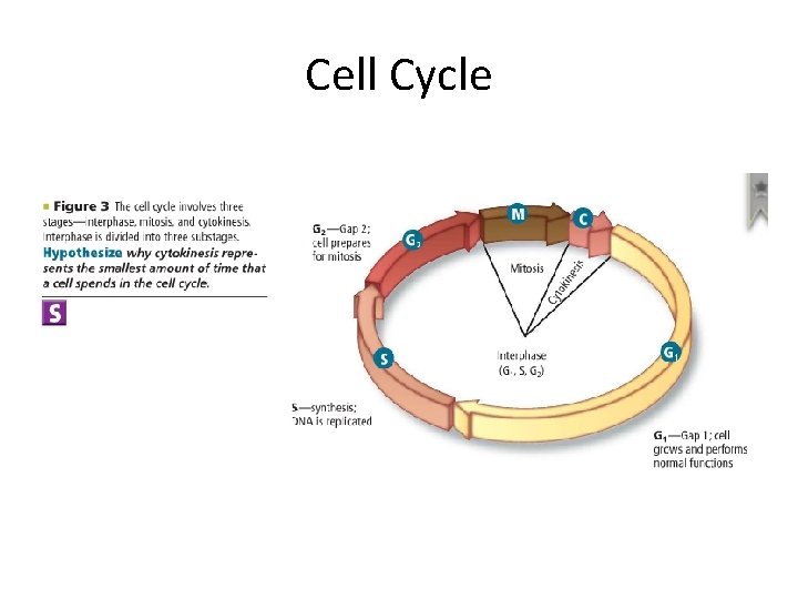 Cell Cycle 