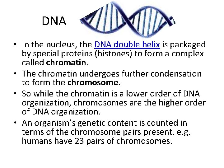  DNA • In the nucleus, the DNA double helix is packaged by special