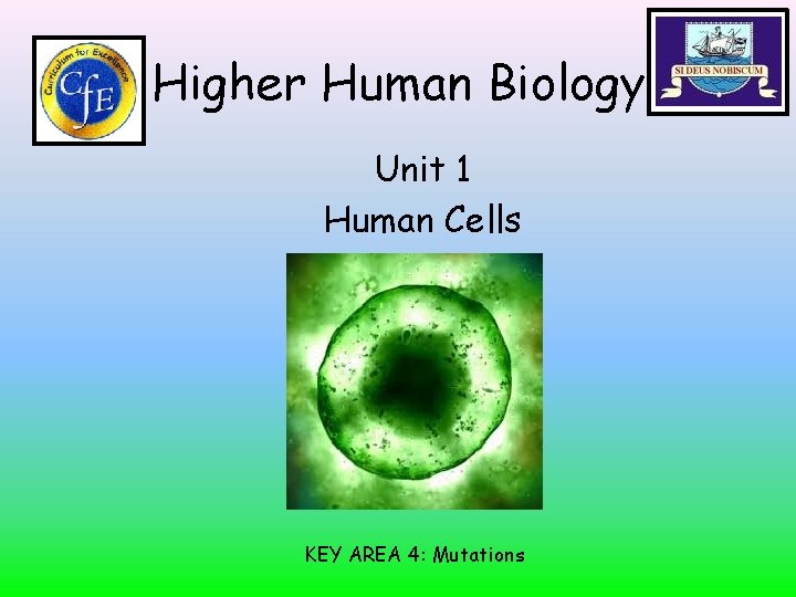 Higher Human Biology Unit 1 Human Cells KEY AREA 4: Mutations 