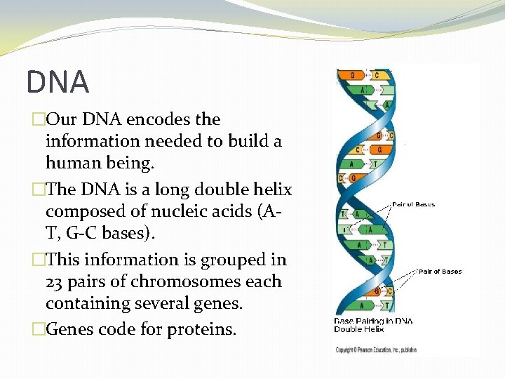 DNA �Our DNA encodes the information needed to build a human being. �The DNA