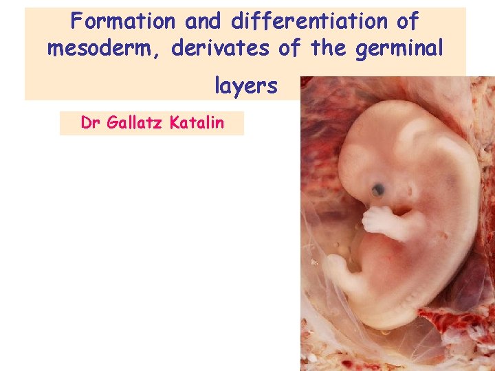 Formation and differentiation of mesoderm, derivates of the germinal layers Dr Gallatz Katalin 