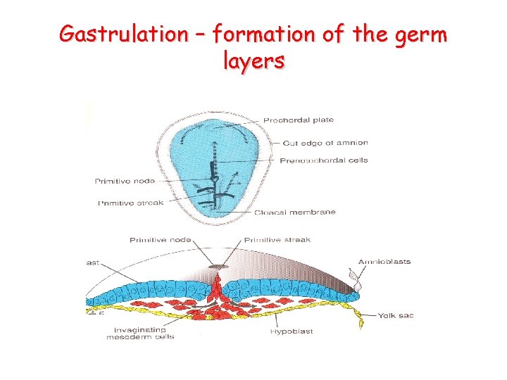 Gastrulation – formation of the germ layers 