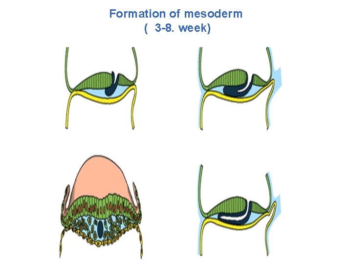 Formation of mesoderm ( 3 -8. week) 