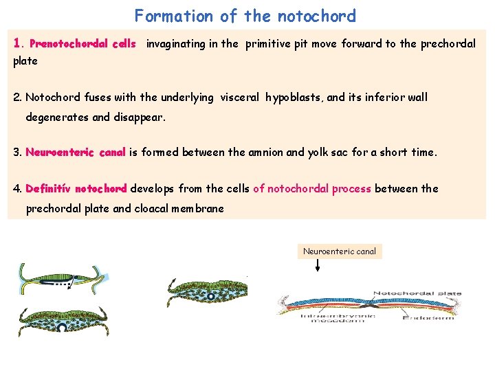 Formation of the notochord 1. Prenotochordal cells invaginating in the primitive pit move forward