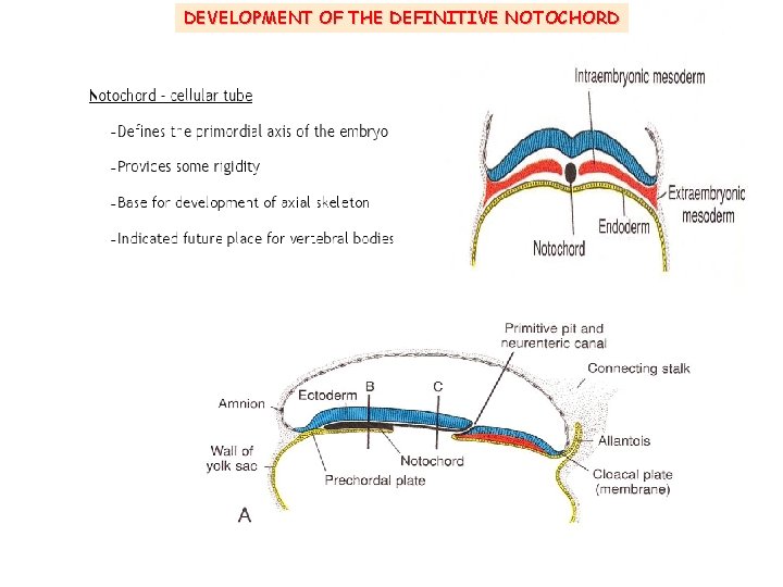 DEVELOPMENT OF THE DEFINITIVE NOTOCHORD 