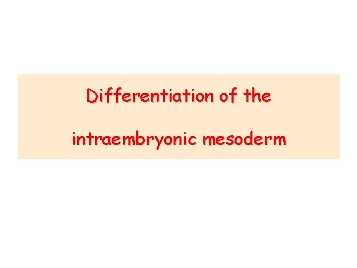 Differentiation of the intraembryonic mesoderm 