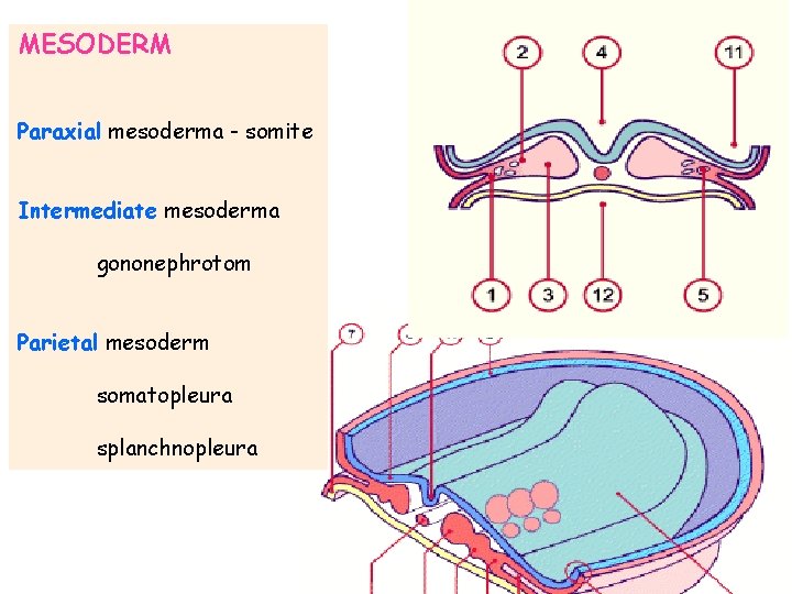 MESODERM Paraxial mesoderma - somite Intermediate mesoderma gononephrotom Parietal mesoderm somatopleura splanchnopleura 