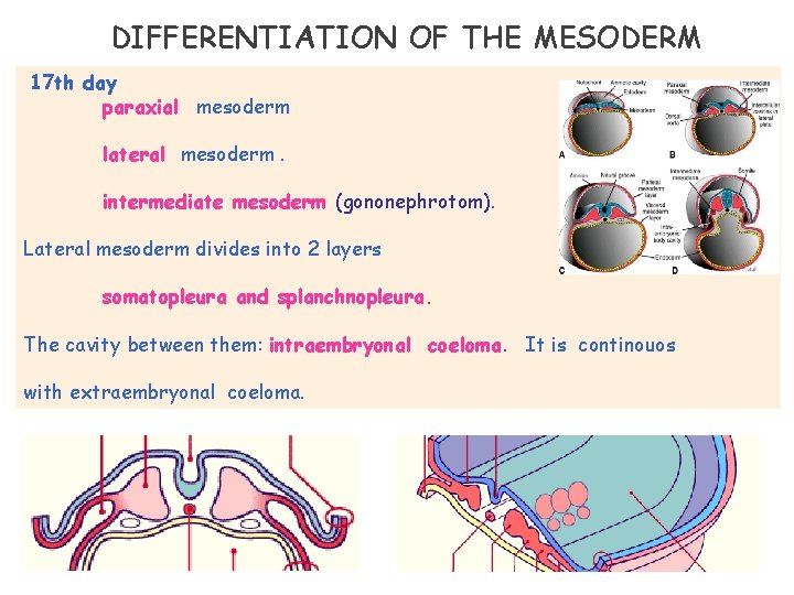 DIFFERENTIATION OF THE MESODERM 17 th day paraxial mesoderm lateral mesoderm. intermediate mesoderm (gononephrotom).