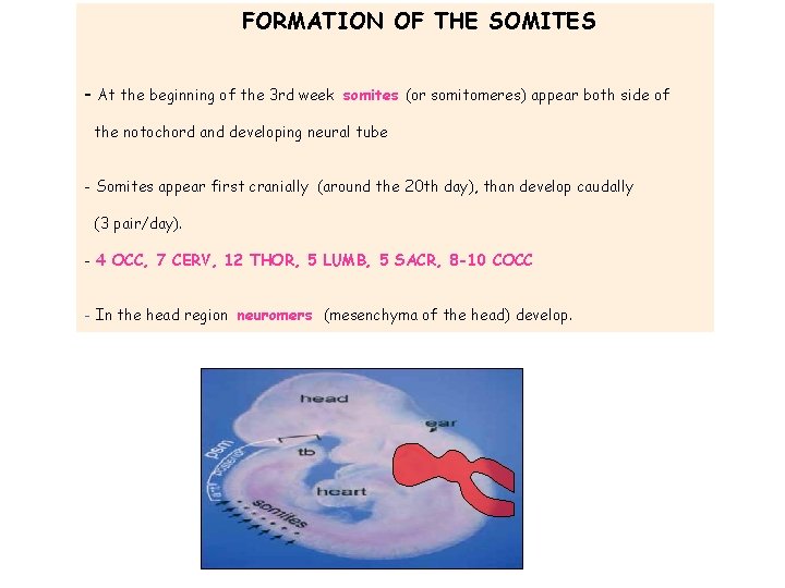 FORMATION OF THE SOMITES - At the beginning of the 3 rd week somites