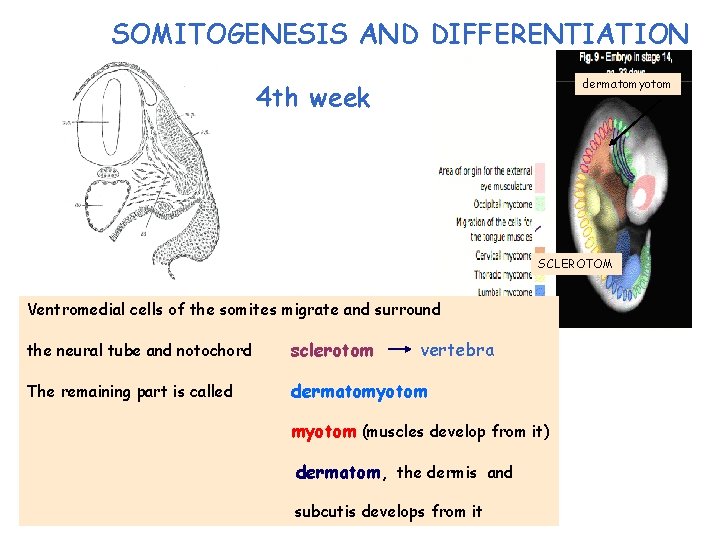 SOMITOGENESIS AND DIFFERENTIATION dermatomyotom 4 th week SCLEROTOM Ventromedial cells of the somites migrate