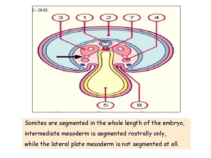 Somites are segmented in the whole length of the embryo, intermediate mesoderm is segmented