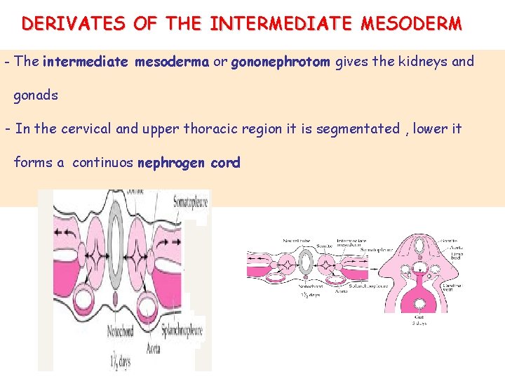 DERIVATES OF THE INTERMEDIATE MESODERM - The intermediate mesoderma or gononephrotom gives the kidneys