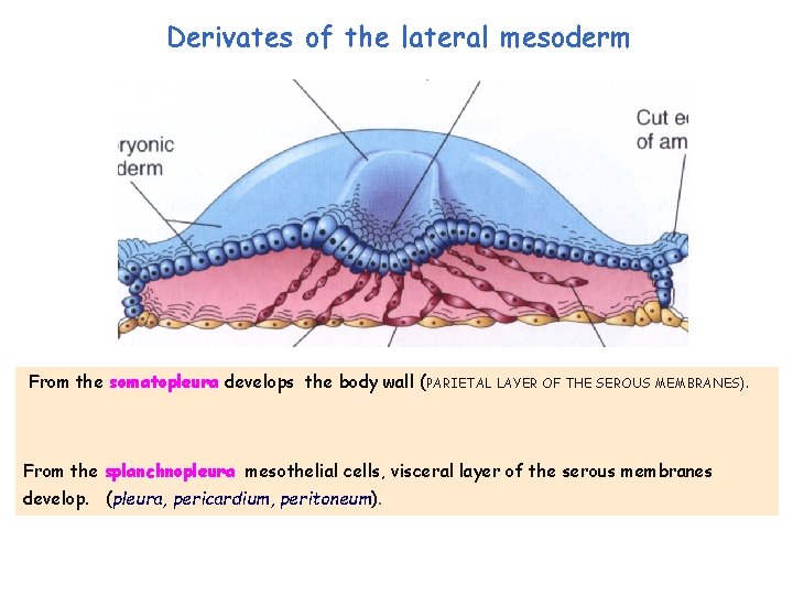 Derivates of the lateral mesoderm From the somatopleura develops the body wall (PARIETAL LAYER