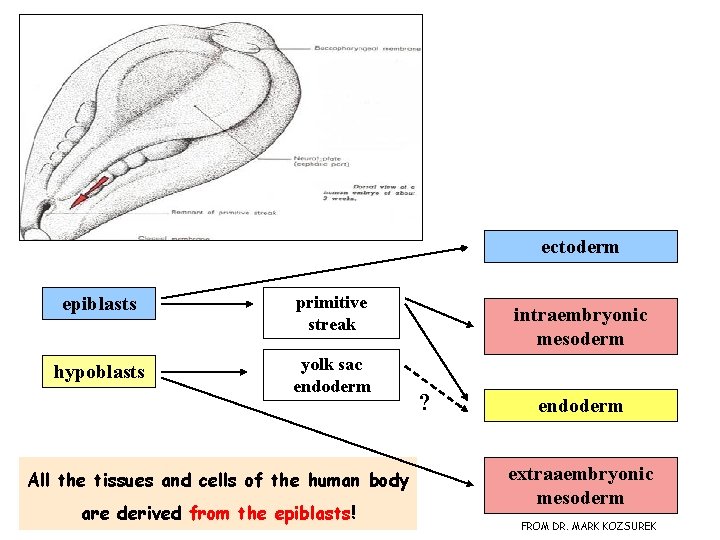 ectoderm epiblasts primitive streak hypoblasts yolk sac endoderm All the tissues and cells of