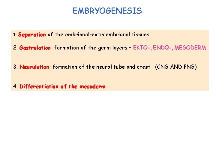 EMBRYOGENESIS 1. Separation of the embrional-extraembrional tissues 2. Gastrulation: formation of the germ layers