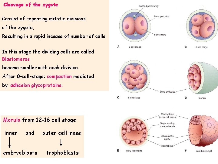 Cleavage of the zygote Consist of repeating mitotic divisions of the zygote, Resulting in