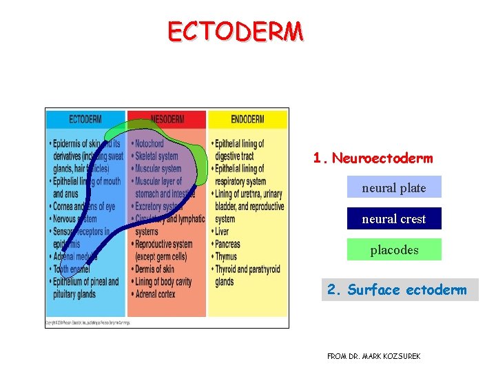 ECTODERM 1. Neuroectoderm neural plate neural crest placodes 2. Surface ectoderm FROM DR. MARK